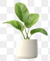 PNG Plant leaf vase houseplant