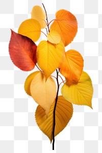 PNG Leaves plant leaf tree. AI generated Image by rawpixel.