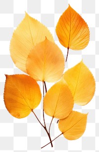 PNG Plant petal leaf white background. AI generated Image by rawpixel.