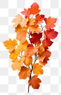 PNG Leaves plant maple leaf. AI generated Image by rawpixel.