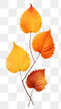 PNG Plant leaf tree white background. AI generated Image by rawpixel.