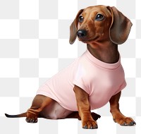 PNG Dog dachshund animal mammal. AI generated Image by rawpixel.