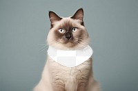 Cat scarf png transparent mockup