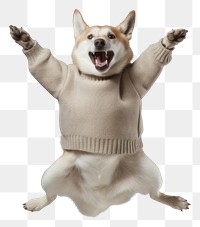PNG Dog jumping sweater mammal. AI generated Image by rawpixel.