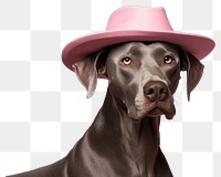 PNG Dog pet dog portrait. AI generated Image by rawpixel.
