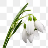 PNG Flower snowdrop plant petal. 