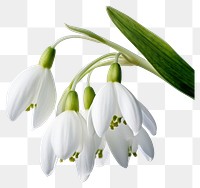 PNG Flower snowdrop plant petal. 