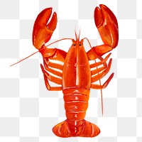 PNG Lobster, crawfish, seafood illustration, transparent background