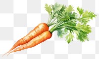 PNG Carrot vegetable produce plant. 