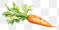 PNG Carrot vegetable produce plant. 