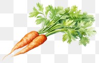 PNG Carrot vegetable produce plant. 