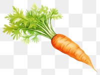 PNG Carrot vegetable produce plant. 