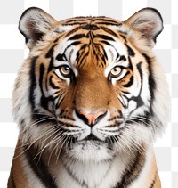 PNG Wildlife animal mammal tiger. AI generated Image by rawpixel.