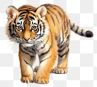 PNG Tiger wildlife cartoon animal. 