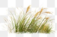 Plant grass tranquility agriculture