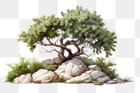 Outdoors bonsai nature plant. 