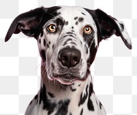 PNG Animal mammal pet dog. AI generated Image by rawpixel.