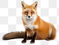 PNG Wildlife animal mammal fox. AI generated Image by rawpixel.