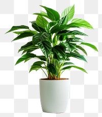 PNG Plant leaf houseplant freshness. AI generated Image by rawpixel.