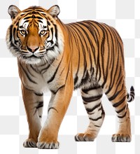 PNG Wildlife animal mammal tiger. AI generated Image by rawpixel.