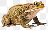 PNG Amphibian wildlife reptile animal. AI generated Image by rawpixel.
