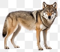 PNG Animal mammal coyote wolf. 