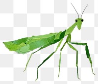 PNG Mantis grasshopper animal insect. AI generated Image by rawpixel.