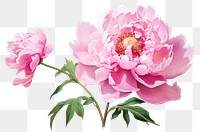 PNG Peony blossom flower plant. 