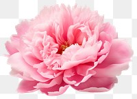 PNG Peony blossom flower dahlia. AI generated Image by rawpixel.