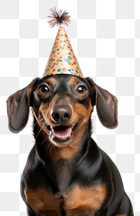 PNG Dachshund birthday portrait dog. AI generated Image by rawpixel.