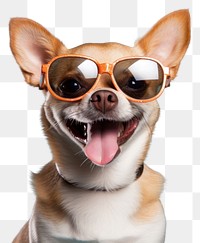 PNG Sunglasses chihuahua mammal animal. 