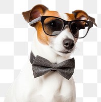 PNG Sunglasses mammal animal dog. AI generated Image by rawpixel.