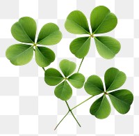 PNG Leaf clover plant  