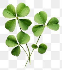 PNG Leaf clover plant  