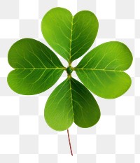 PNG Leaf clover plant green. 