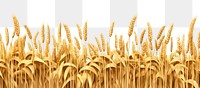 PNG Wheat field border agriculture backgrounds outdoors. AI generated Image by rawpixel.