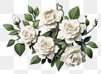 PNG Blooming white roses flower plant petal. 