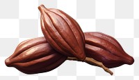 PNG Plant cocoa food seed. 