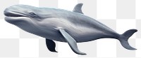 PNG Whale dolphin animal mammal. 