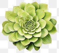 PNG Dahlia flower plant green. 