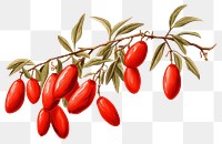 PNG Plant fruit food white background. AI generated Image by rawpixel.