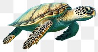 PNG Reptile animal turtle sea. 