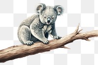 PNG Koala wildlife drawing animal. AI generated Image by rawpixel.