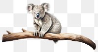 PNG Koala wildlife kangaroo mammal. AI generated Image by rawpixel.