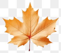 PNG Maple leaf plant tree. 