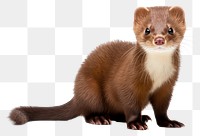 PNG Wildlife animal mammal cute. AI generated Image by rawpixel.