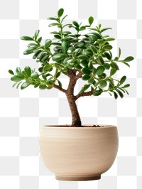 PNG Tree decoration bonsai plant. 