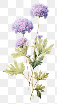 PNG Ageratum Flower flower plant herbs. AI generated Image by rawpixel.