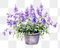 PNG Lavender flower purple plant. AI generated Image by rawpixel.