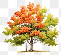 PNG Plant maple tree tranquility. AI generated Image by rawpixel.